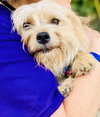 Sonny (pending adoption)