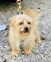 Sonny (pending adoption)