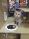 Macchiato (at PetSmart)