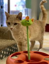 Macchiato (at PetSmart)