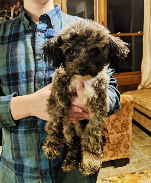 Kringle (In Foster)