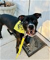 adoptable Dog in sanford, NC named Apollo
