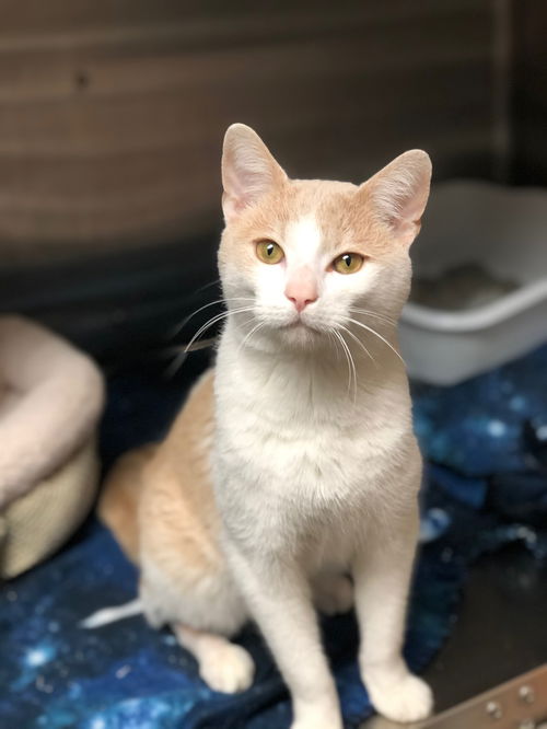 Leo (at PetSmart)