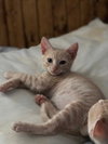 Cinnamon
