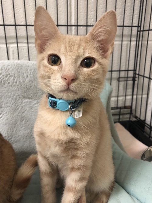 Cinnamon