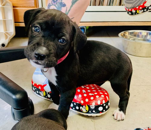 Jo (In Foster, available 5/12/20)