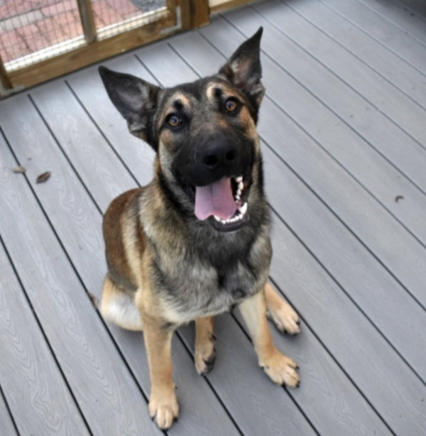 ORSON (adoption fee half off)