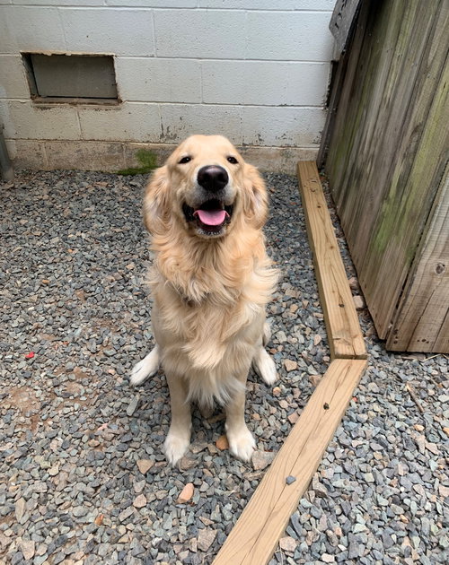 Cooper (applications are at capacity)