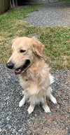 Cooper (applications are at capacity)