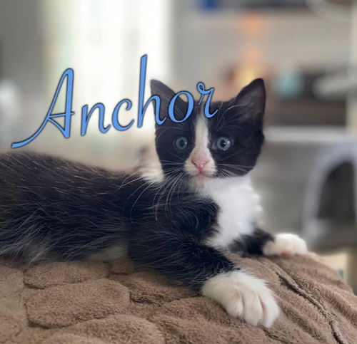 Anchor (Available 8/21/20)