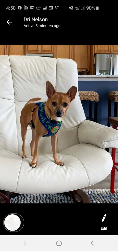 Chili (In Foster)