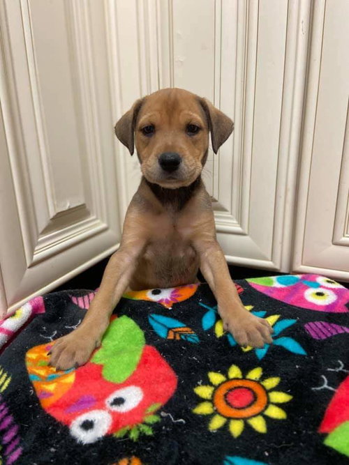 Clarita (Available 9/15/2020)