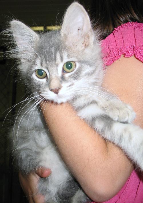 Stoli
