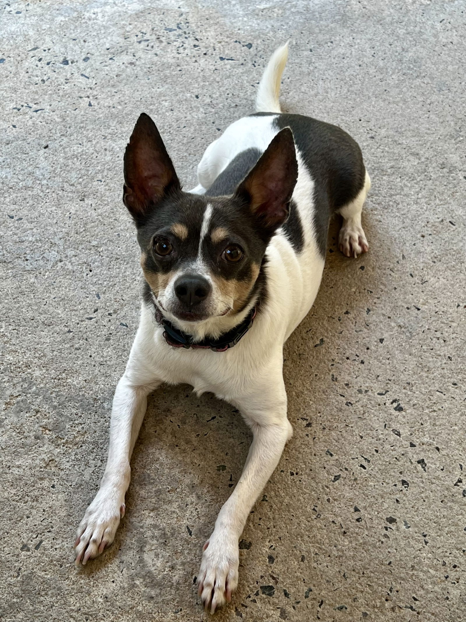 adoptable Dog in Sanford, NC named Mooshu (Please Read My Story)