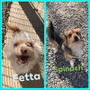 Spinach and Fetta (bonded pair)