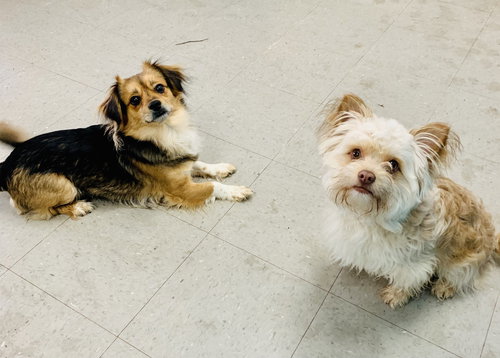 Spinach and Fetta (bonded pair)