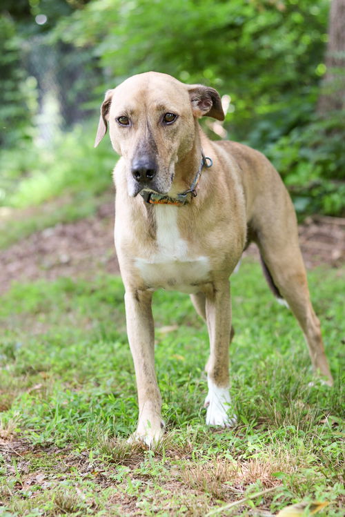 Mojo Jojo (Foster Animal)