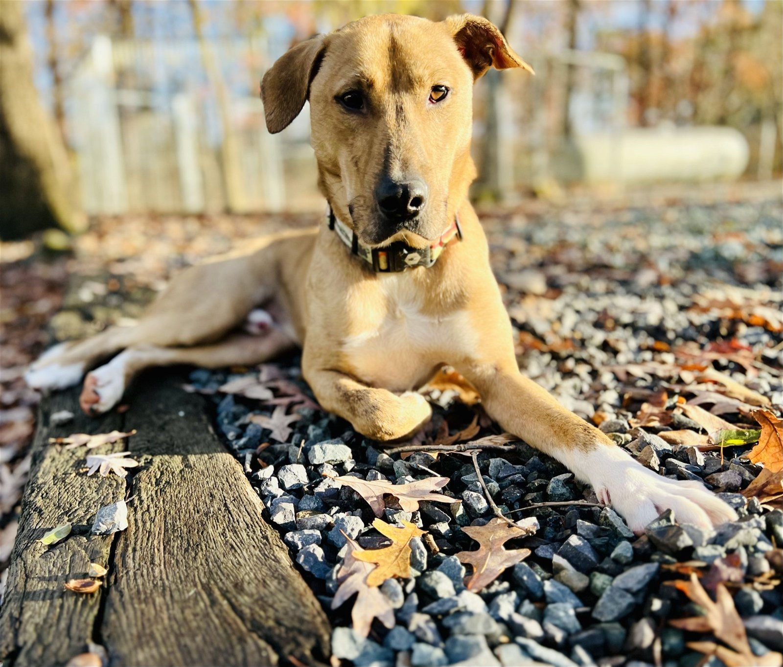 adoptable Dog in Sanford, NC named Mojo Jojo (In Foster)