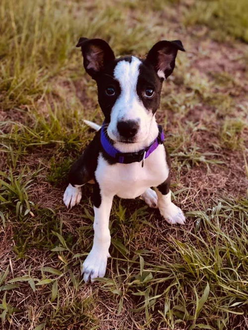 Gordita (In foster)