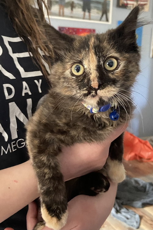 Creamsicle (In Foster)