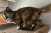 Creamsicle (In Foster)