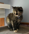 Creamsicle (In Foster)
