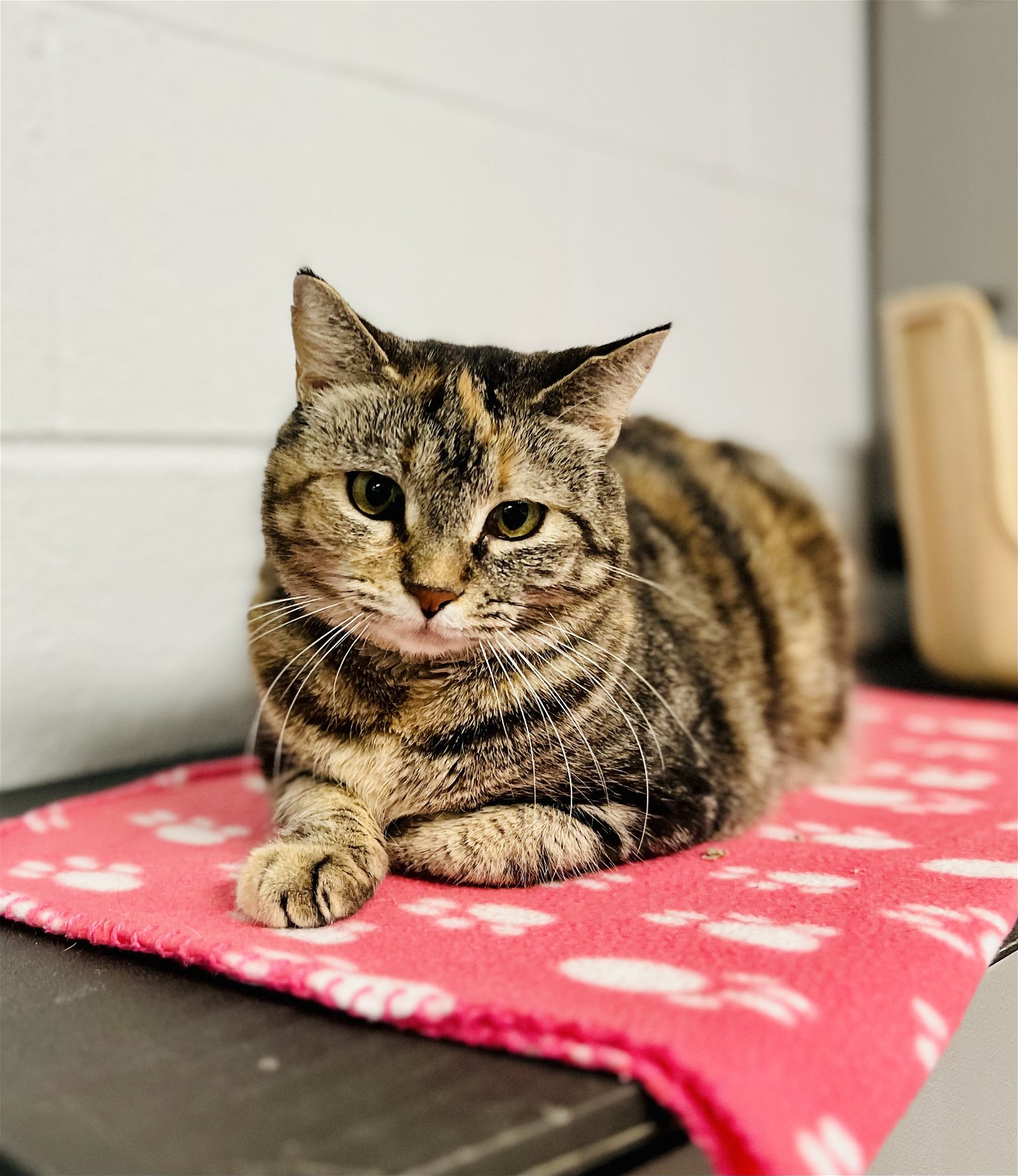 adoptable Cat in Sanford, NC named Oatmeal