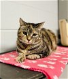 adoptable Cat in  named Oatmeal