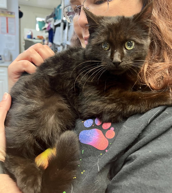 Flap Jack (In Foster)
