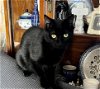 adoptable Cat in sanford, NC named Flap Jack (In Foster)