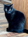 adoptable Cat in Sanford, NC named Flap Jack (In Foster)