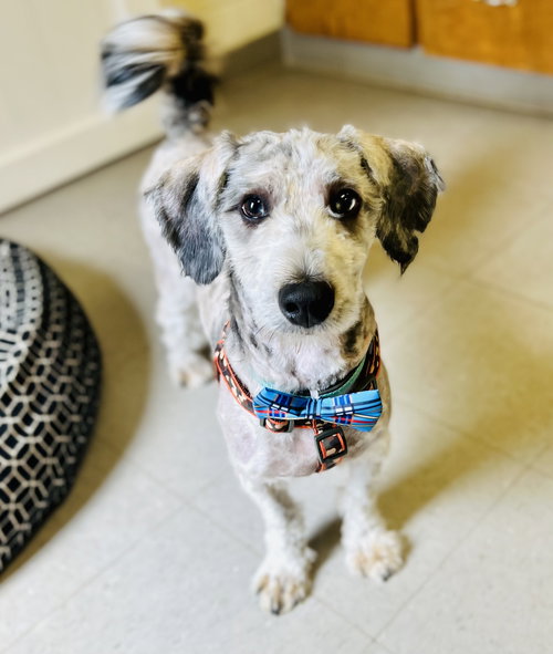 Sniper (IN FOSTER)