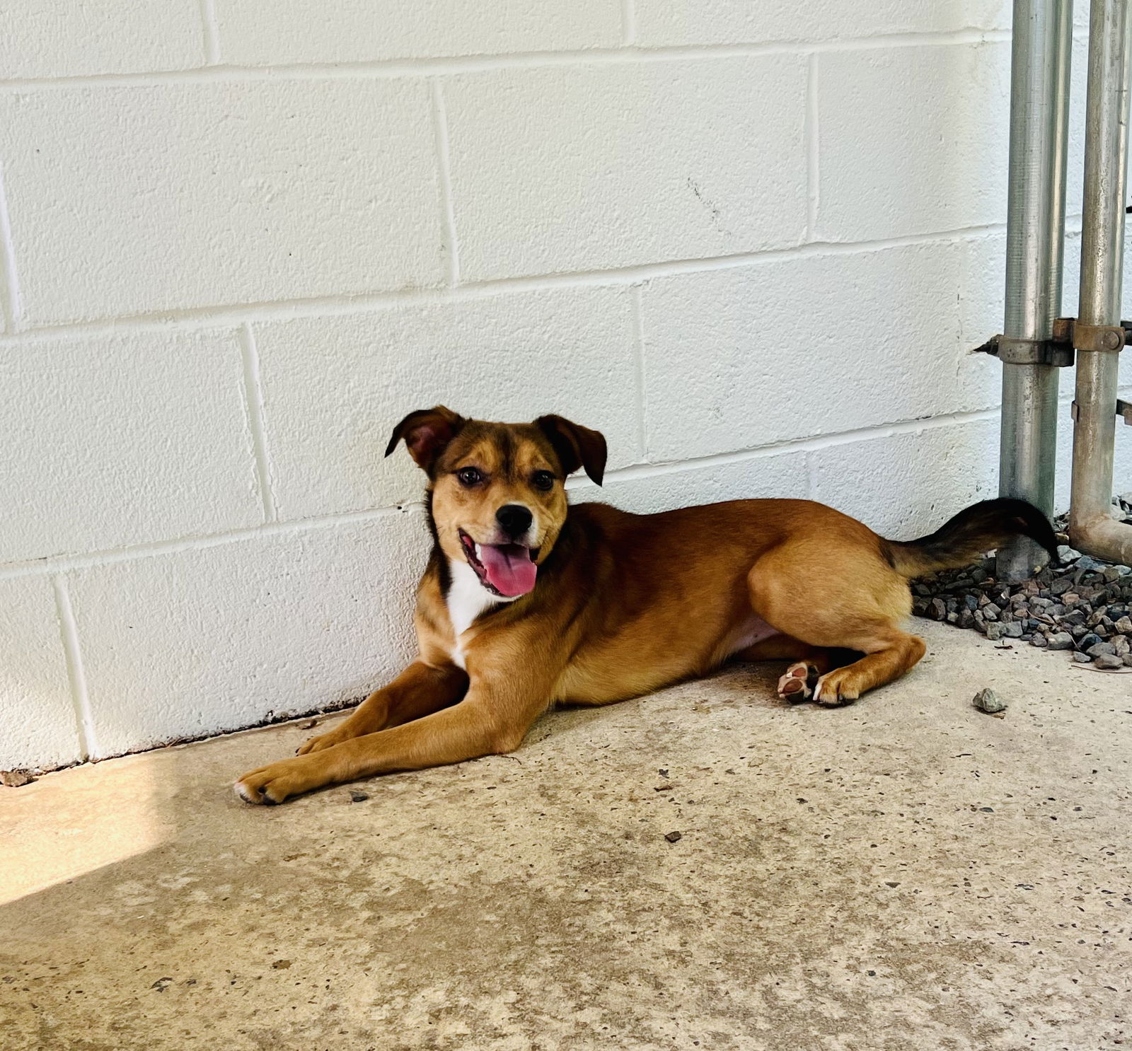 Dog for Adoption - Peep, a in New Bern, NC | Alpha Paw