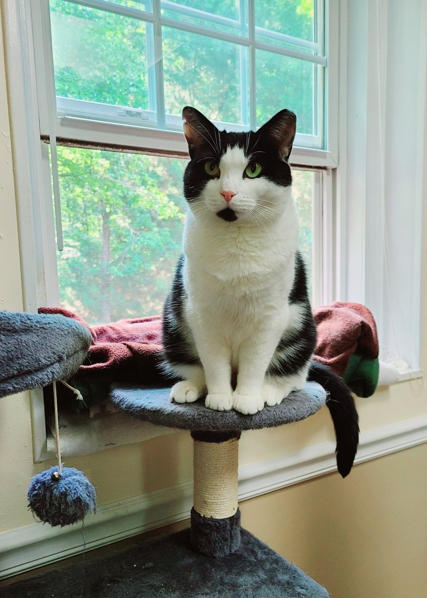 adoptable Cat in Sanford, NC named Nina (FIV +) (In Foster)