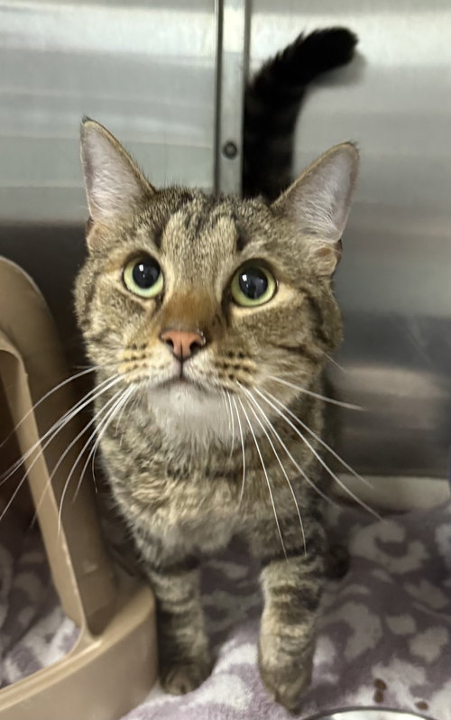 Ziggy, an adoptable Domestic Short Hair in Sanford, NC