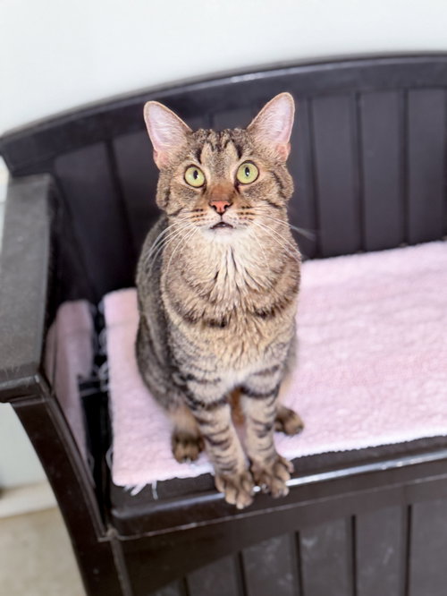 Ziggy, Young Domestic Short Hair / Mixed (short coat), cat for adoption in Burlington, North Carolina