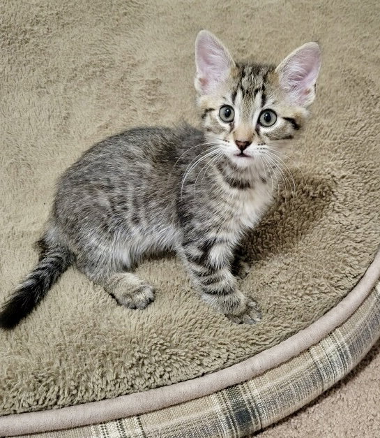 Ziggy
