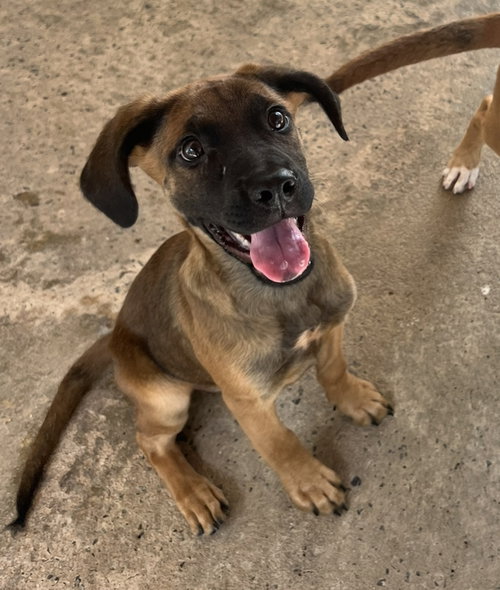Cuban