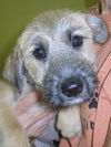 Dewey