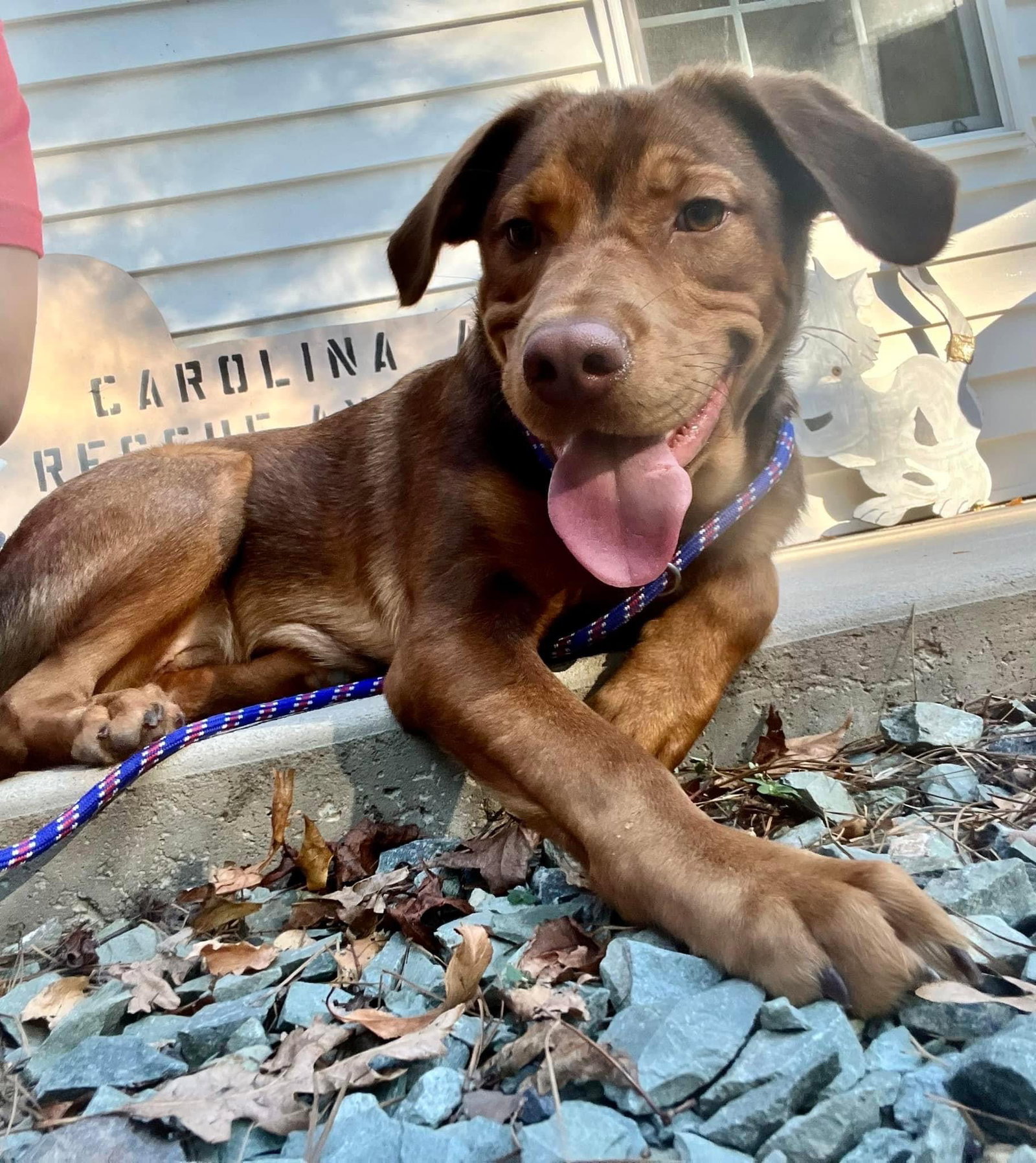 Dog for Adoption Peanut, a Labrador Retriever in Johnston County, NC