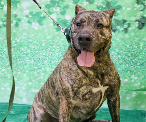 Beefcake (adoption fee half off)