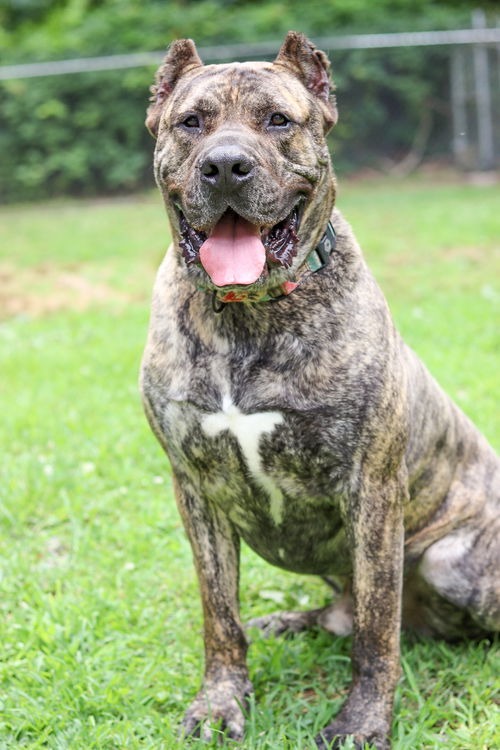 Beefcake (adoption fee half off)