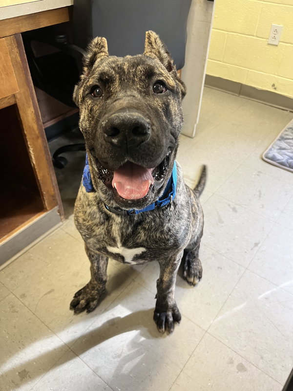 Beefcake (adoption fee half off)