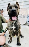 adoptable Dog in sanford, NC named Beef Cake (Please read profile before applying)