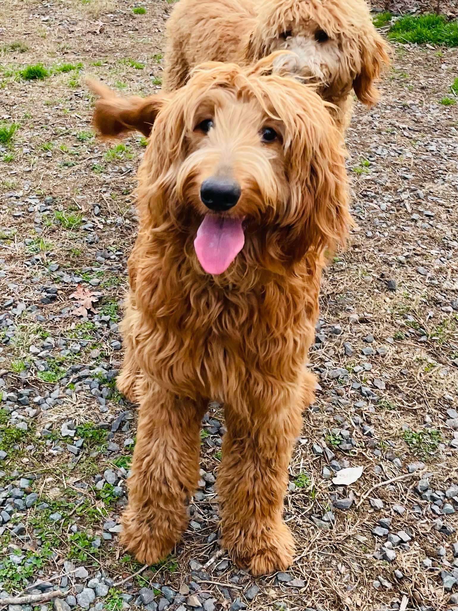 Golden retriever best sale poodle mix rescue