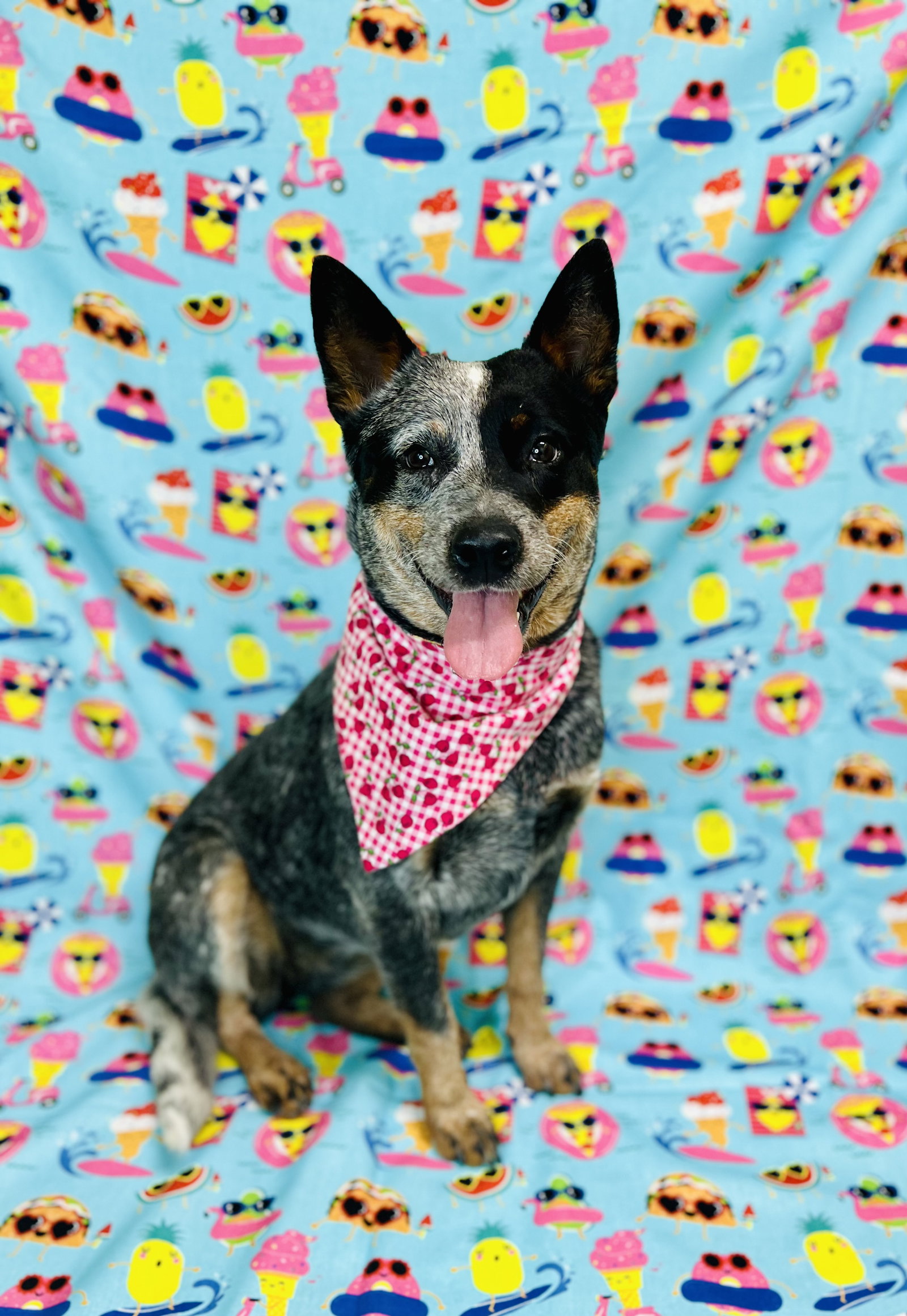 Dog for Adoption Bleu Cheese, a Australian Cattle Dog/Blue Heeler in
