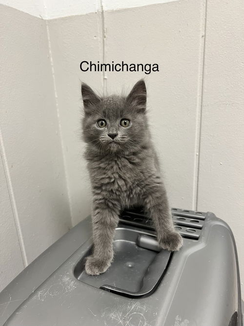 CHIMICHANGA