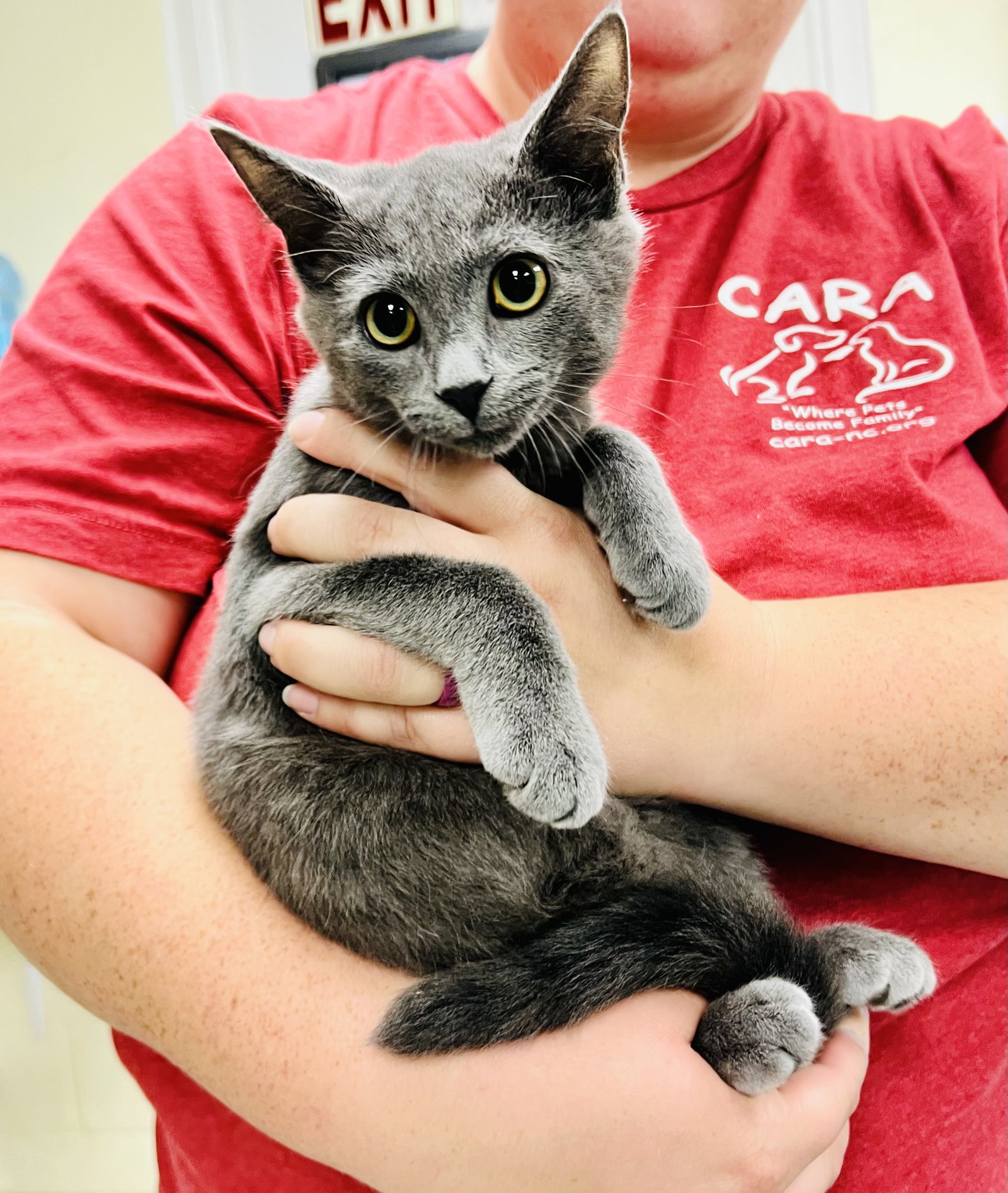 Cat adoption in Sanford, NC 27331 Domestic Short Hair / Mixed (short