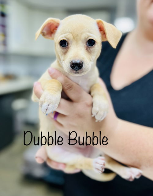 DUBBLE BUBBLE