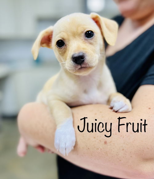 JUICY FRUIT